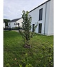 Japanische Nelkenkirsche 'Kanzan' - mehrstämmig | Prunus serrulata 'Kanzan'