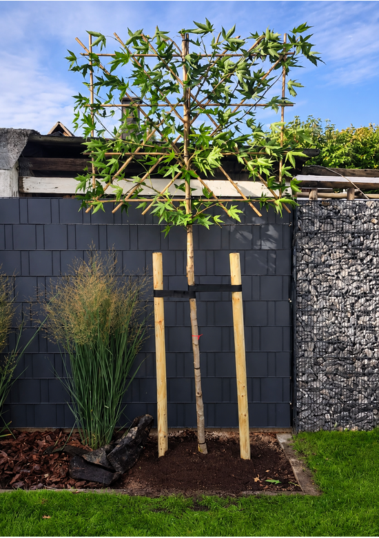 Amberbaum 'Worplesdon' Spalier | Liquidambar styraciflua 'Worplesdon'
