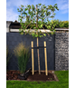 Amberbaum 'Worplesdon' Spalier | Liquidambar styraciflua 'Worplesdon'