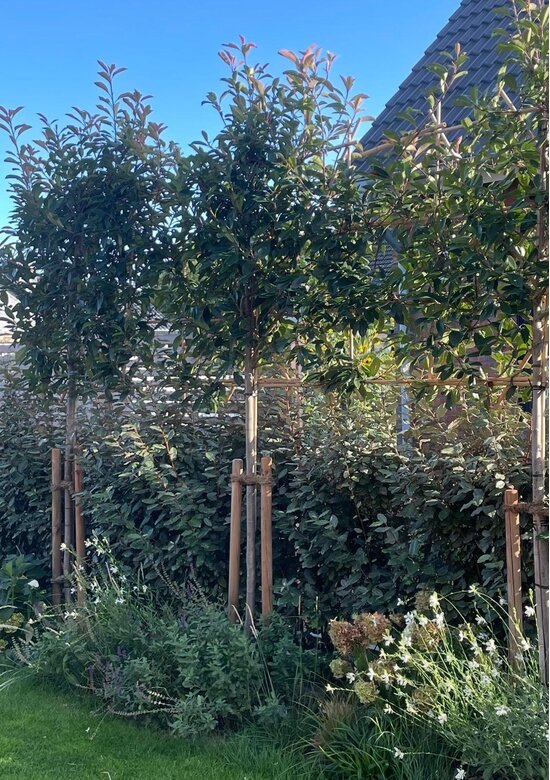 Glanzmispel Spalierbaum | Photinia fraseri 'Red Robin'