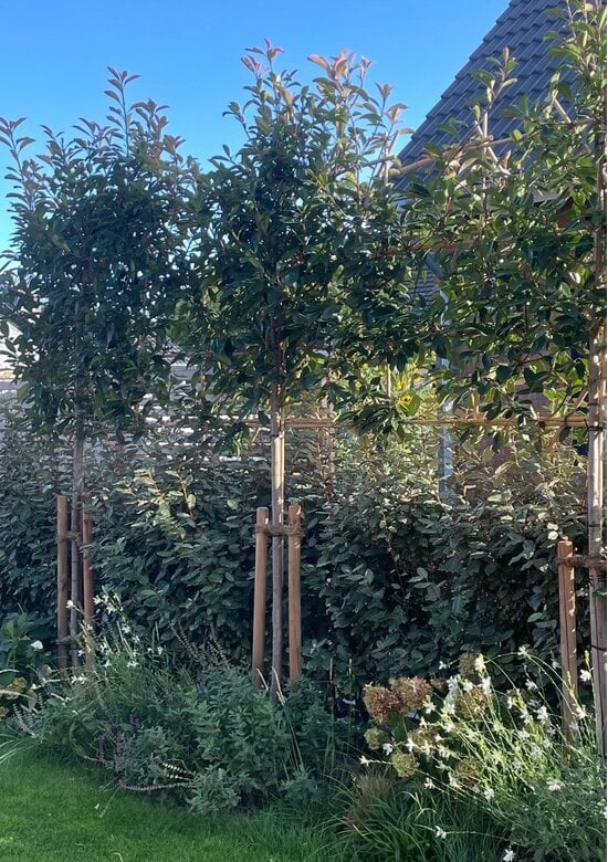 Glanzmispel Spalierbaum | Photinia fraseri 'Red Robin'