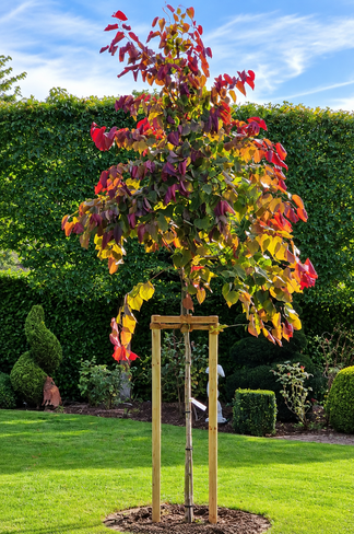Kanadischer Judasbaum 'Eternal Flame' | Cercis canadensis 'Eternal Flame'