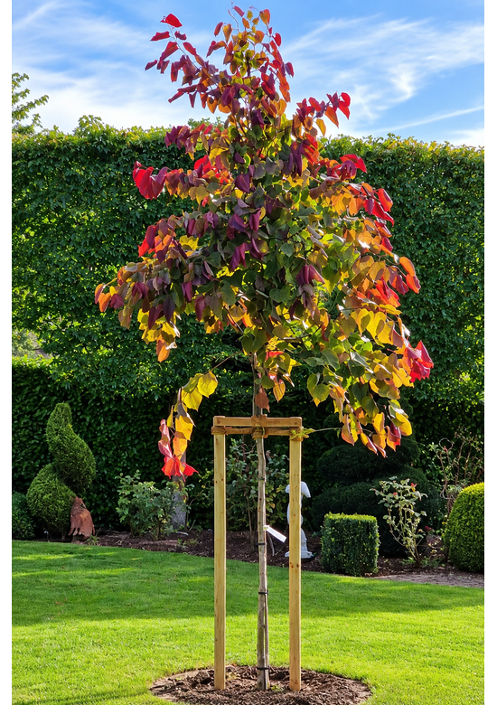 Kanadischer Judasbaum 'Eternal Flame' | Cercis canadensis 'Eternal Flame'