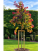 Kanadischer Judasbaum 'Eternal Flame' | Cercis canadensis 'Eternal Flame'