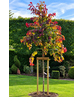 Kanadischer Judasbaum 'Eternal Flame' | Cercis canadensis 'Eternal Flame'