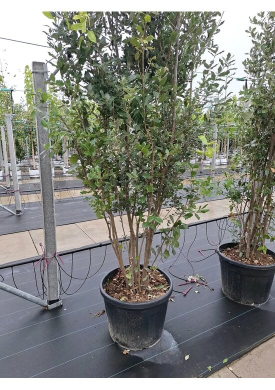 Steineiche mehrstämmig  | Quercus Ilex