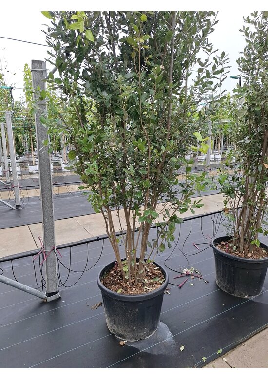Steineiche mehrstämmig  | Quercus Ilex