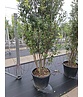 Steineiche mehrstämmig  | Quercus Ilex