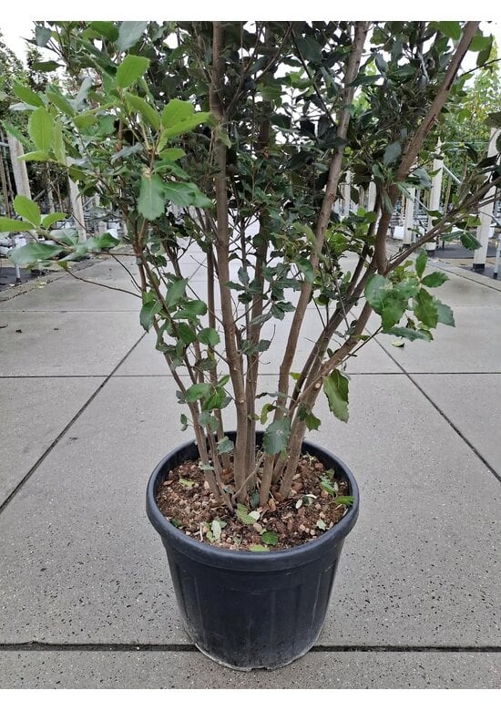 Steineiche mehrstämmig  | Quercus Ilex