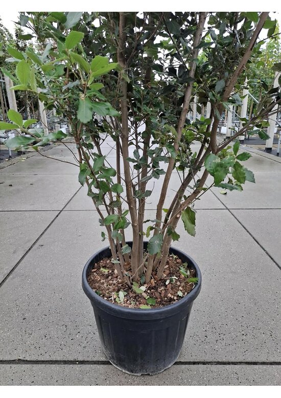 Steineiche mehrstämmig  | Quercus Ilex