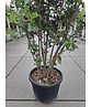 Steineiche mehrstämmig  | Quercus Ilex
