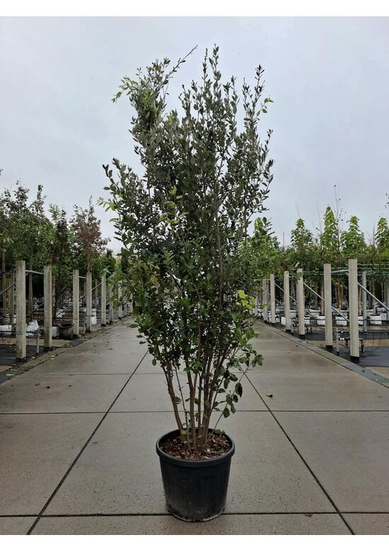 Steineiche mehrstämmig  | Quercus Ilex