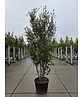 Steineiche mehrstämmig  | Quercus Ilex