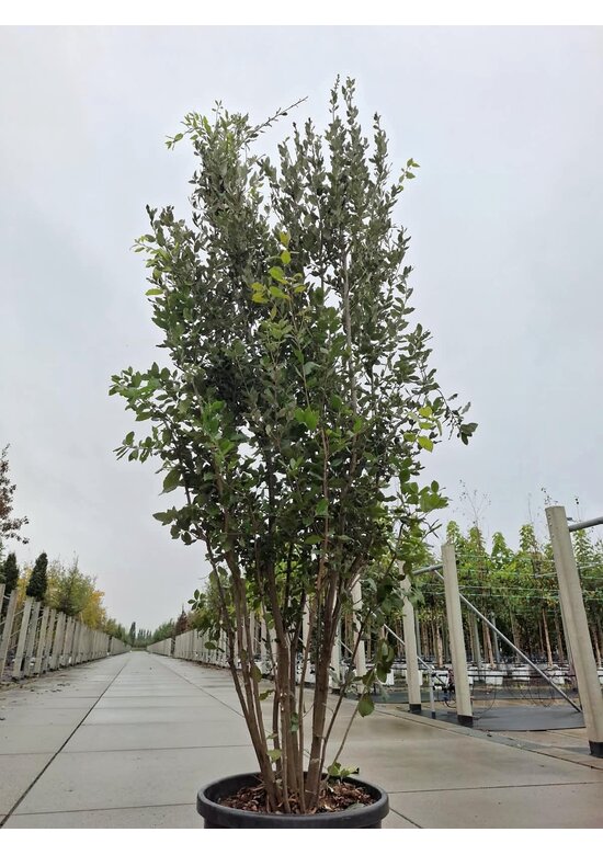 Steineiche mehrstämmig  | Quercus Ilex