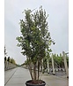 Steineiche mehrstämmig  | Quercus Ilex