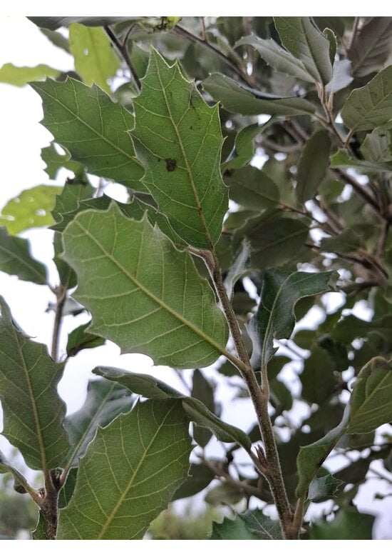 Steineiche mehrstämmig  | Quercus Ilex
