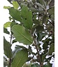 Steineiche mehrstämmig  | Quercus Ilex