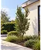 Steineiche mehrstämmig  | Quercus Ilex