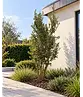 Steineiche mehrstämmig  | Quercus Ilex