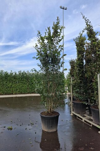 Eisenholzbaum 'Vanessa' mehrstämmig | Parrotia persica 'Vanessa'