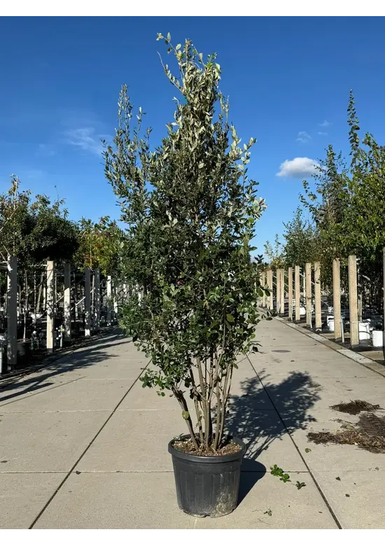 Steineiche mehrstämmig  | Quercus Ilex