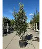 Steineiche mehrstämmig  | Quercus Ilex