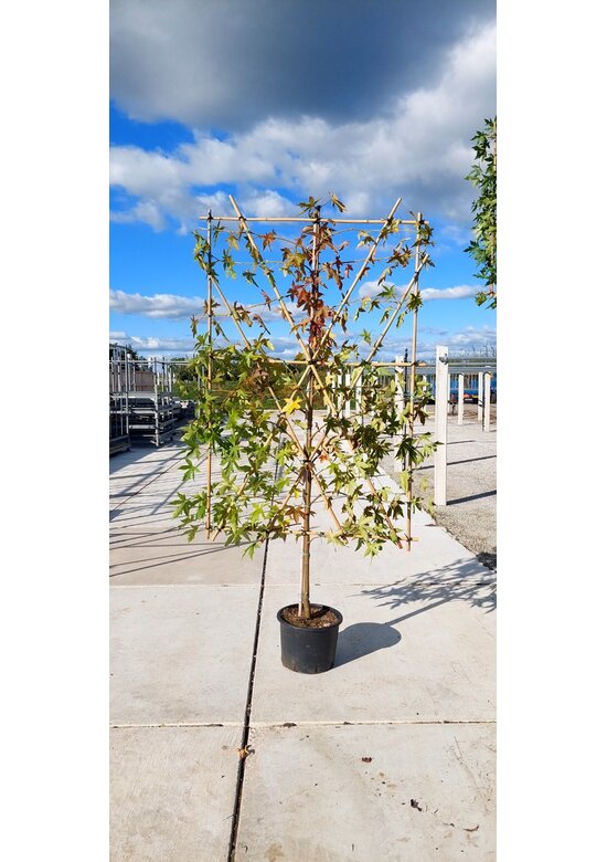 Amber Spalierbaum | Liquidambar styraciflua