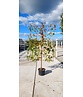 Amber Spalierbaum | Liquidambar styraciflua