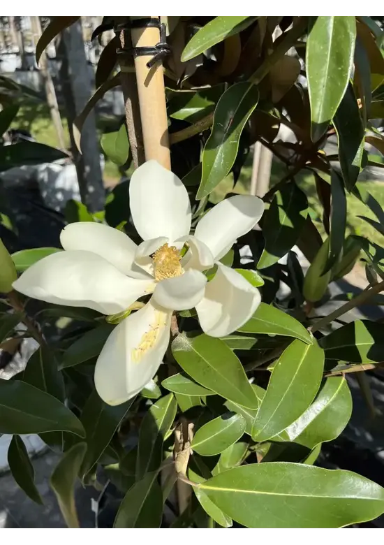 Mehrstämmige Magnolie 'Alta' | Magnolia grandiflora 'Alta'
