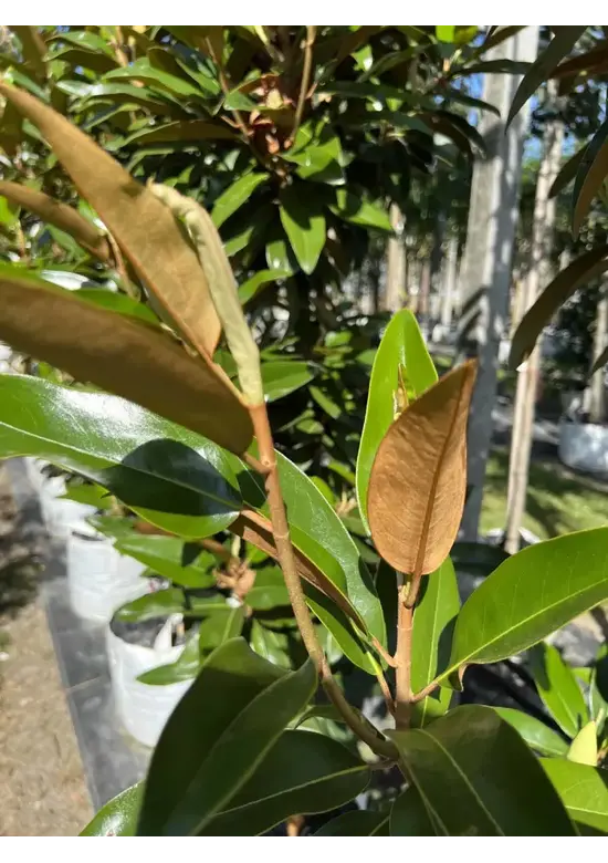 Mehrstämmige Magnolie 'Alta' | Magnolia grandiflora 'Alta'