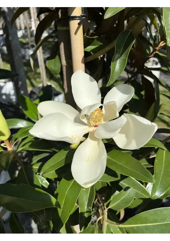 Mehrstämmige Magnolie 'Alta' | Magnolia grandiflora 'Alta'
