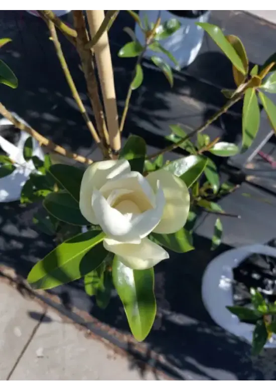 Mehrstämmige Magnolie 'Alta' | Magnolia grandiflora 'Alta'