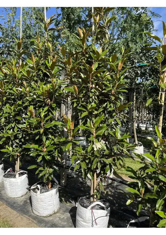 Mehrstämmige Magnolie 'Alta' | Magnolia grandiflora 'Alta'