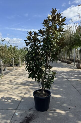 Mehrstämmige Magnolie 'Alta' | Magnolia grandiflora 'Alta'