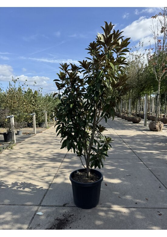 Mehrstämmige Magnolie 'Alta' | Magnolia grandiflora 'Alta'