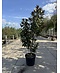 Mehrstämmige Magnolie 'Alta' | Magnolia grandiflora 'Alta'
