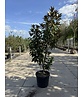 Mehrstämmige Magnolie 'Alta' | Magnolia grandiflora 'Alta'