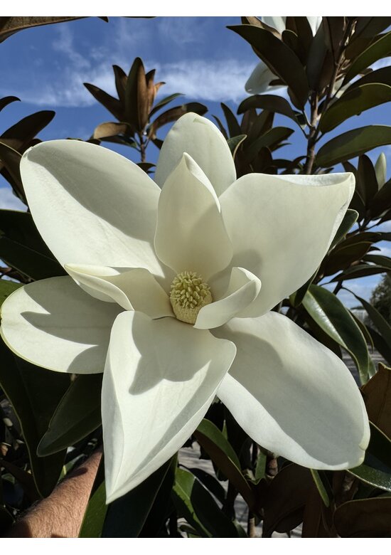 Mehrstämmige Magnolie 'Alta' | Magnolia grandiflora 'Alta'