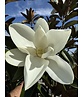 Mehrstämmige Magnolie 'Alta' | Magnolia grandiflora 'Alta'