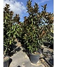 Mehrstämmige Magnolie 'Alta' | Magnolia grandiflora 'Alta'