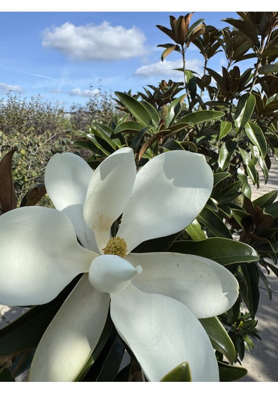 Mehrstämmige Magnolie 'Alta' | Magnolia grandiflora 'Alta'