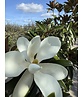 Mehrstämmige Magnolie 'Alta' | Magnolia grandiflora 'Alta'