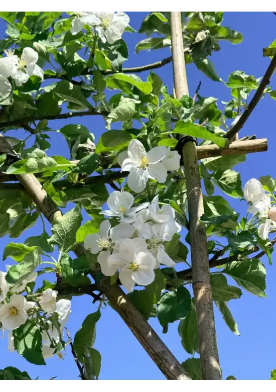 Apfelbaum in Doppel-U-Form | Malus d. 'Elstar'