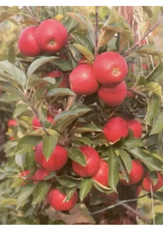 Apfelbaum in Doppel-U-Form | Malus d. 'Elstar'