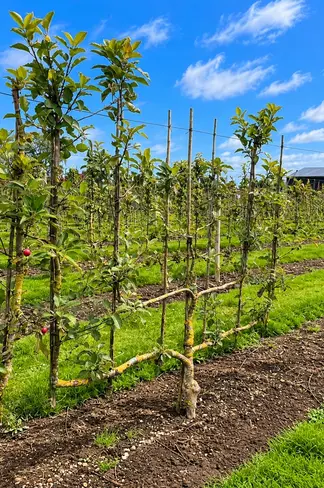 Apfelbaum als Vertikalspalier | Malus d. 'Elstar'