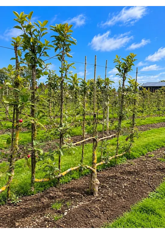 Apfelbaum als Vertikalspalier | Malus d. 'Elstar'