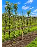 Apfelbaum als Vertikalspalier | Malus d. 'Elstar'