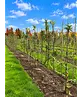 Apfelbaum als Vertikalspalier | Malus d. 'Elstar'