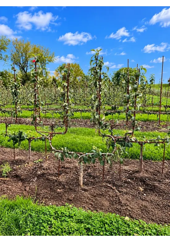 Kirschbaum in Doppel-U-Form | Prunus a. 'Stella'
