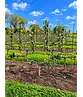 Kirschbaum in Doppel-U-Form | Prunus a. 'Stella'